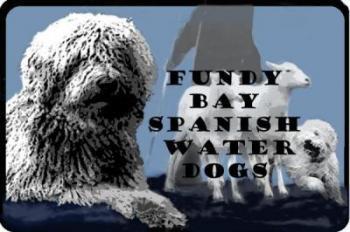 fundy bay spanish water dogs
